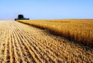 Il Comune di Galatina ha lo ' Sportello agricoltura'