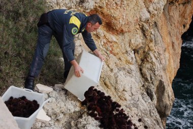 Rischia 12000 euro di multa per aver raccolto 700 ricci di mare