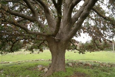 Quella tangenziale non s'ha da fare! Una raccolta di monetine per pagare la penale