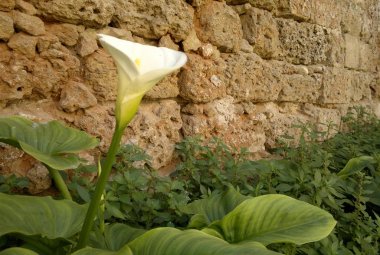 La Pro-Loco di Galatina indice un concorso di poesia