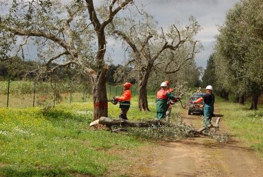 "Contro la mattanza degli ulivi salentini"
