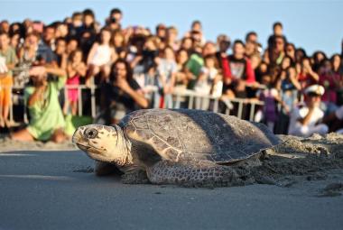 Reinserite in mare, a San Foca, otto tartarughe Caretta Caretta
