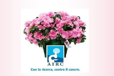 A Galatina le azalee della ricerca