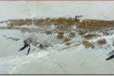 Il mare nella Pietra. I pesci fossili del Cretaceo del Salento