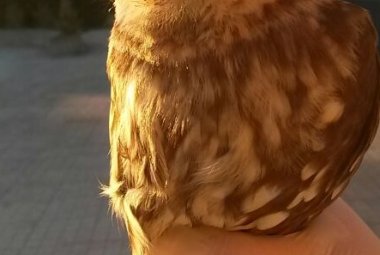 Civetta salvata dai pompieri a Galatina