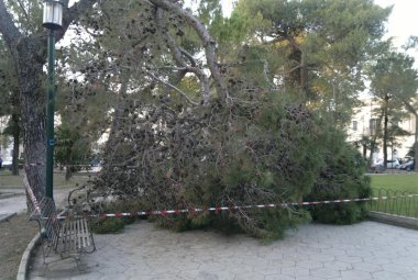 Crolla un pino, sfiorati un bambino e suo padre