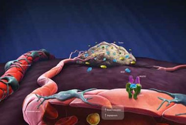 Un recettore degli endocannabinoidi controlla la crescita muscolare 