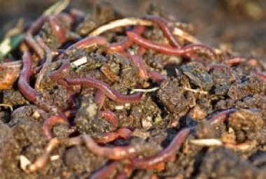"Tanti piccoli impianti di compostaggio invece di tre grandi" 
