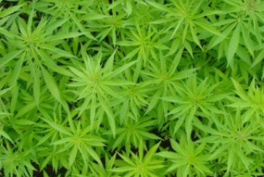 Cannabis, in Puglia sarà coltivabile per fini terapeutici