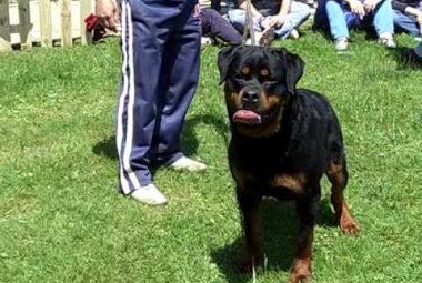 Bambina galatinese azzannata in casa da un rottweiler