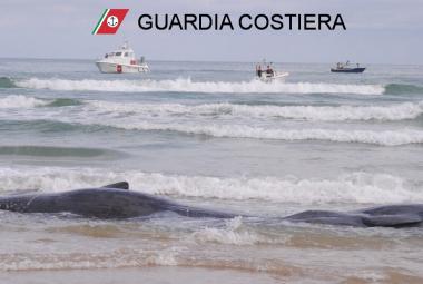 Salvati quattro dei sette capodogli spiaggiati a Vasto