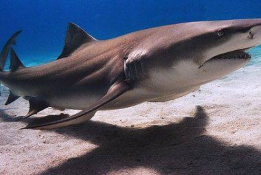 Lo squalano è ora ecosostenibile, non più necessario uccidere gli squali per avere la pelle liscia