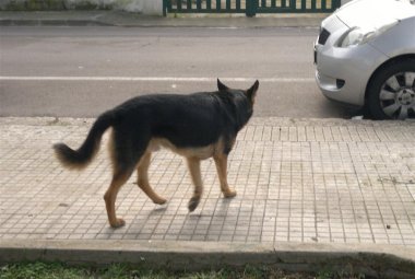 Spendere per i poveri i denari destinati ai cani?