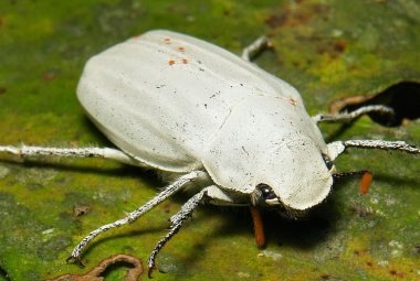 Il bianco di un coleottero rivoluzionerà l'industria delle vernici