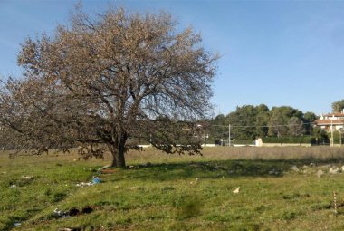 "La quercia di San Sebastiano non ha più di 80 anni"