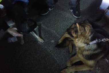 Salvati due cani sulla Statale 16