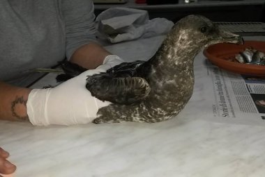 Curato e liberato uno stercorario mezzano