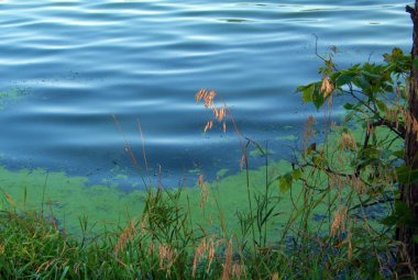 Alga azzurra nei laghi, colpa di fosforo, azoto ed aumento delle temperature