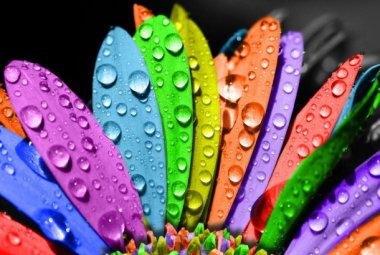 Ricavare energia dai colori delle piante