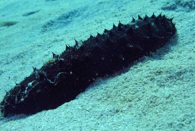 Sequestrate cinque tonnellate di 'cetrioli di mare'