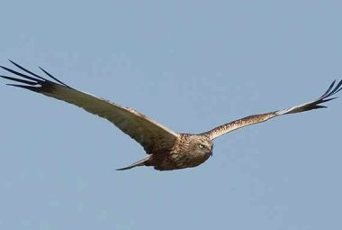 Un falco torna oggi a volare