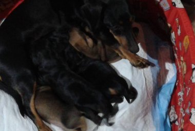 Brenda è fuggita via, aiutateci a riportarla dai suoi quattro cuccioli