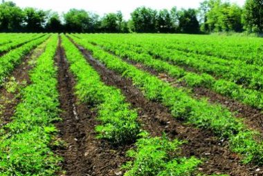 "È meglio darsi all'agricoltura biologica che sperare nel megaparco"