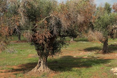 “Insieme contro il Complesso del Disseccamento Rapido dell’Olivo (CoDiRO)”
