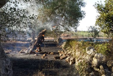 Distrutti dal fuoco trenta ulivi in zona 'Due masserie'