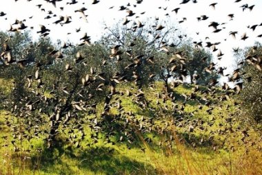 "Autorizzare in Puglia la caccia agli storni per difendere l'agricoltura"