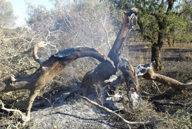 Cento ulivi distrutti dalle fiamme in Contrada Malevindi