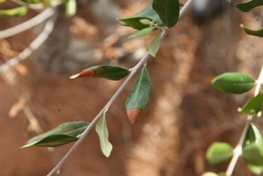 Contro la xylella con metodi naturali