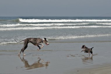 È vietato portare i cani sulle spiagge libere!