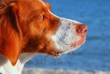Cani in spiagga, occorre educare i padroni e controllare