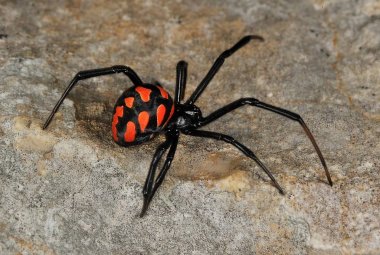 Arrivano 'I signori della notte' e la 'vedova nera' è in agguato