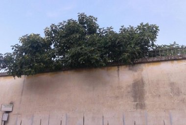 Attenzione, piovono fichi! E nessuno pulisce