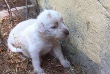 Sei cuccioli da adottare