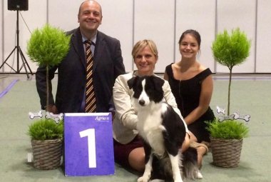 Border Collie galatinese campione d'Europa ad Oslo