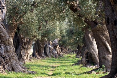 Che destino avrà la 'Grande Bellezza' italiana?