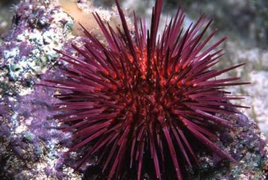 Si studia il riccio di mare per difendere l'uomo e l'ambiente