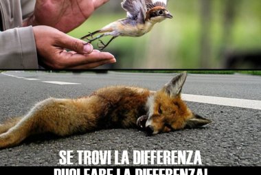 "Se ami gli animali salva il loro ospedale!"