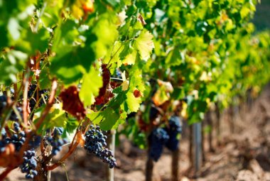 Autunno, è tempo di vendemmia anche per i più piccoli
