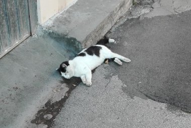 Un gatto morto per strada e nessuno lo rimuove