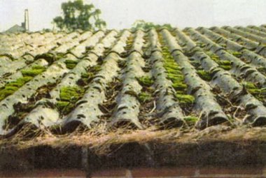 Cutrofiano eternit free