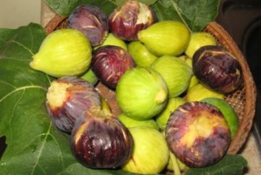 Tutti i 'Fichi di Puglia' 