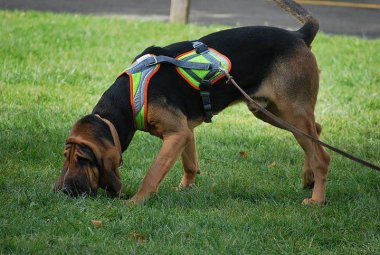 "Il tuo cane può imparare a seguire le tracce di un uomo"