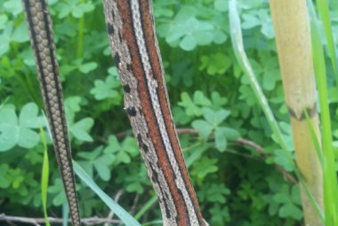 Colubro leopardino trovato morto in via Ugo Lisi