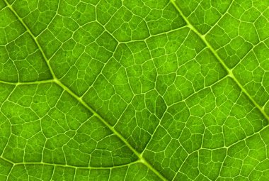 Fisica quantistica e biologia insieme migliorano le tecnologie solari