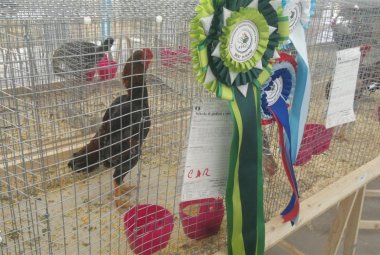 Le galline più belle del mondo a Galatina