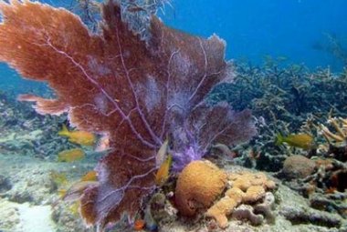 L'ambiente marino, un convegno ospitato da Unisalento